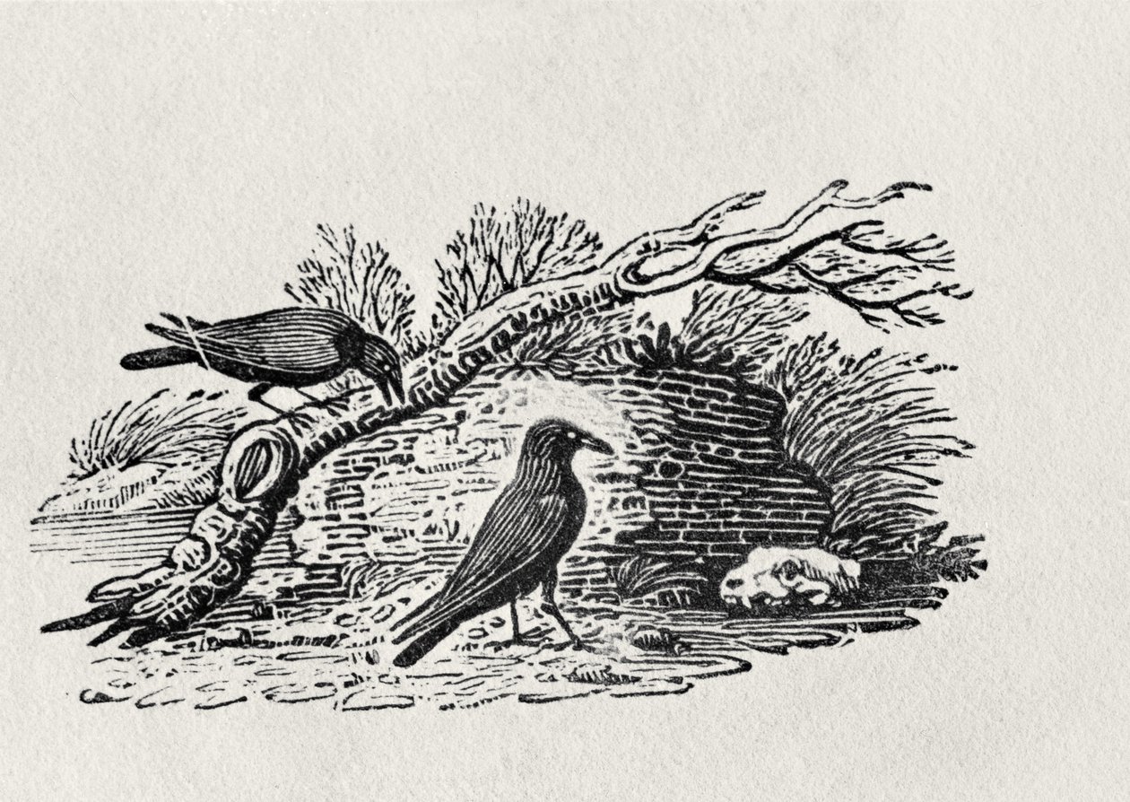 Krähen (Corvus corone corone) aus der 