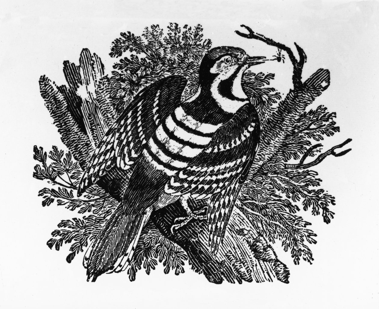 Der gesperrte Specht, Illustration aus 