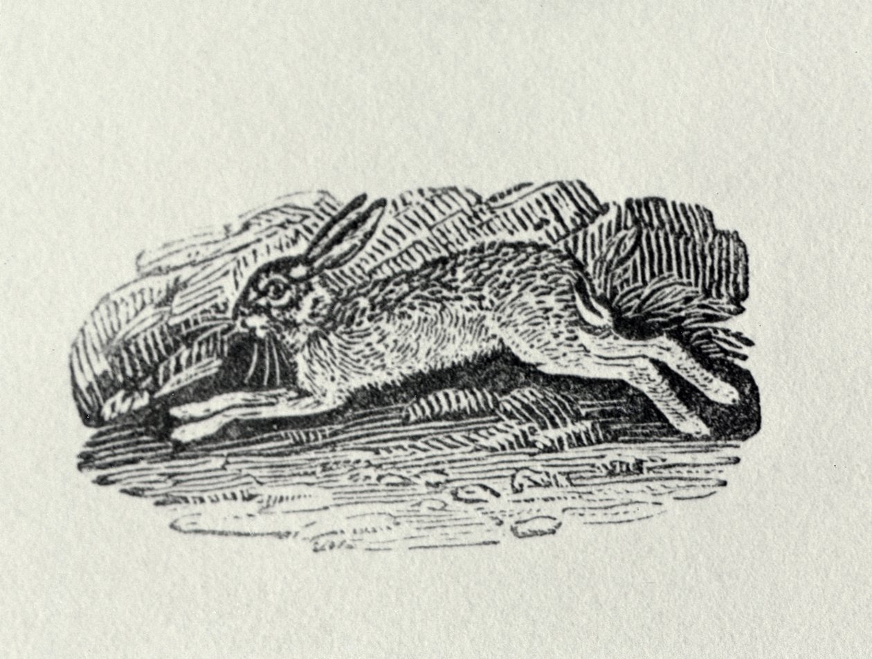 Der Hase aus 
