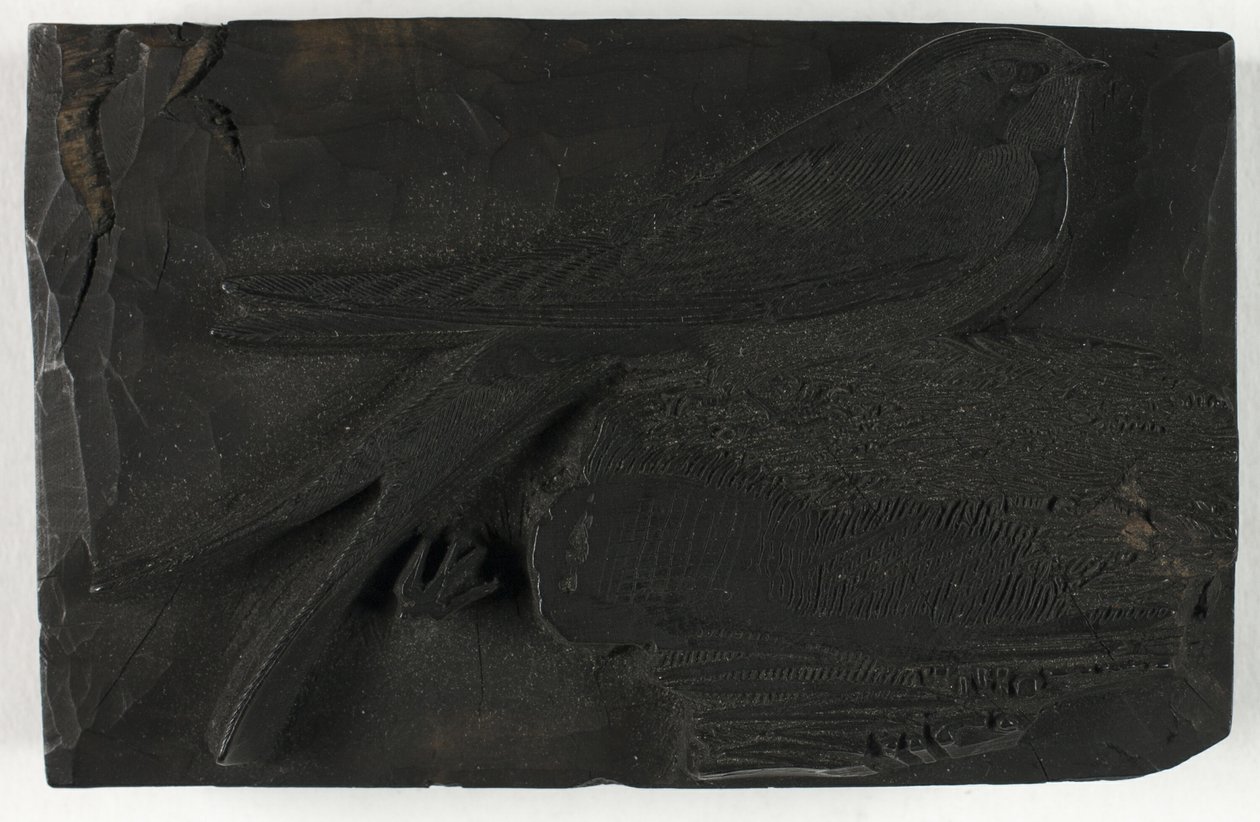 Holzschnitt für Die Schwalbe, aus Eine Geschichte der britischen Vögel von Thomas Bewick
