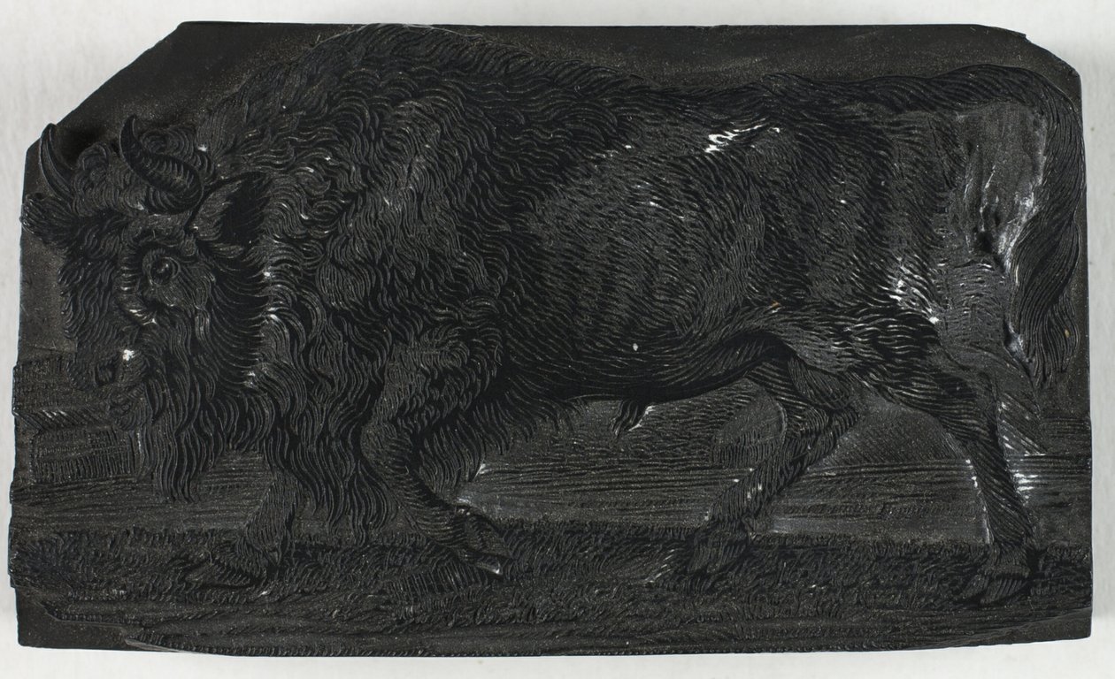Holzschnitt für Der Urus oder Wildstier, aus Eine allgemeine Geschichte der Vierfüßer von Thomas Bewick