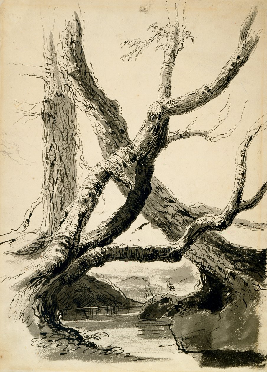 Skizze von Baumstämmen, ca. 1825-40 von Thomas Cole