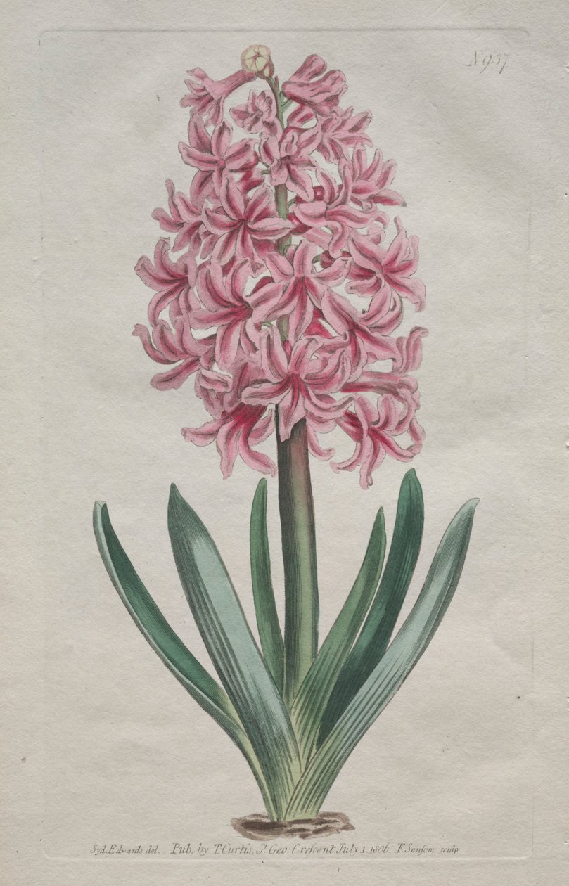 Das Botanische Magazin oder Der Blumengarten: Gartenhyazinthe (1806) von Thomas Curtis