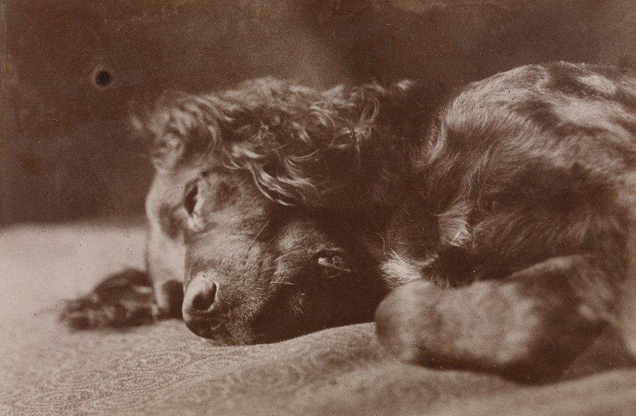 Boyce, Porträt eines Setterhundes von Thomas Eakins