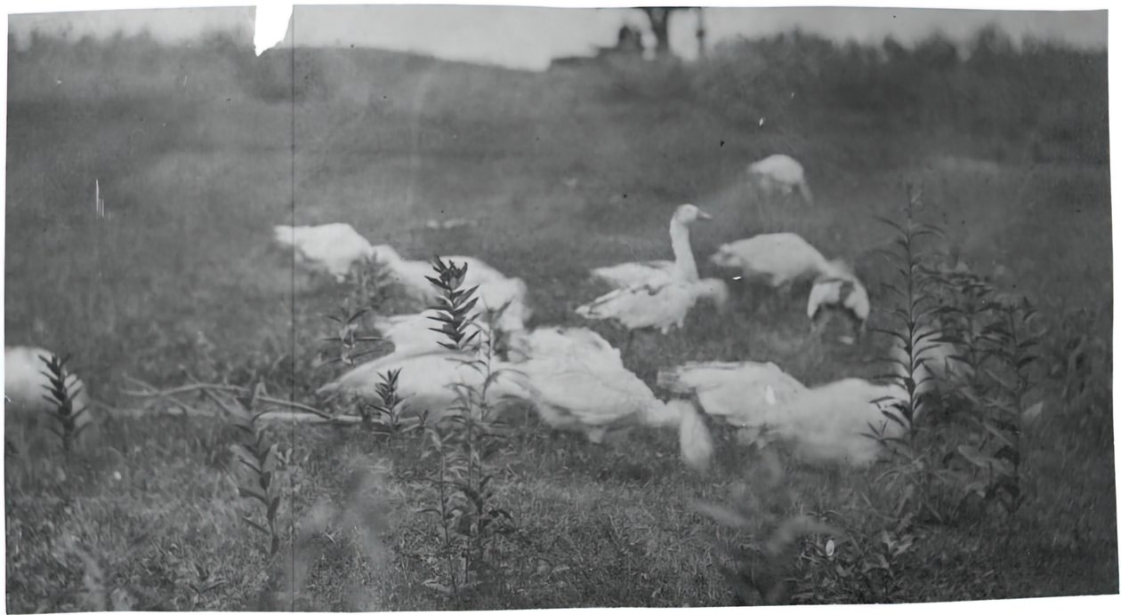 Gänse an der Stelle des Netzflickens, Gloucester, N.J., 1881 von Thomas Eakins