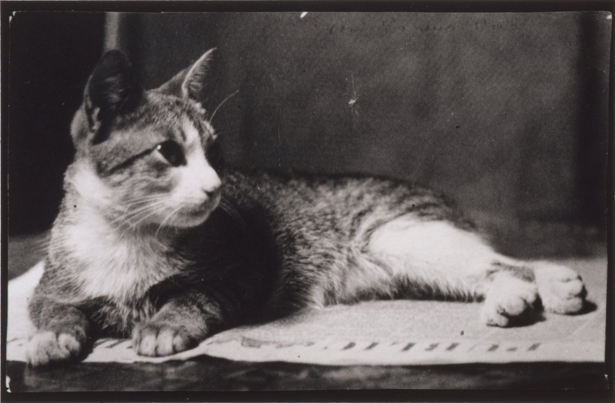 Die Katze von Mrs. Thomas Eakins von Thomas Eakins