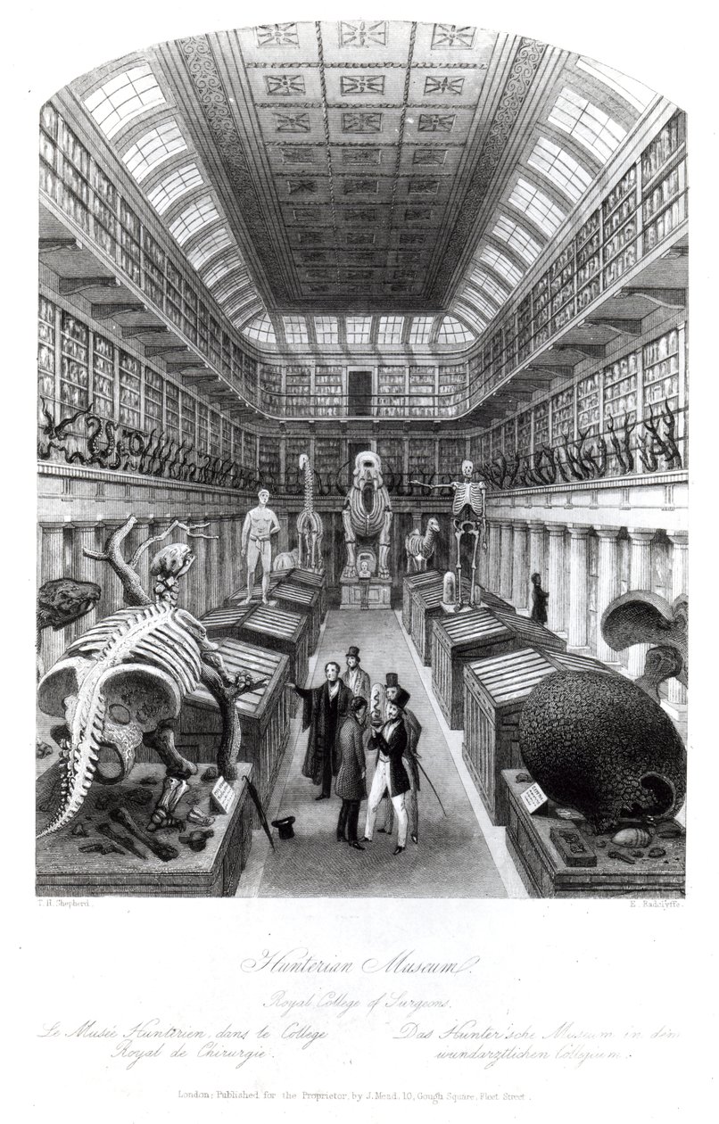 Das Hunterian Museum, Illustration zu 