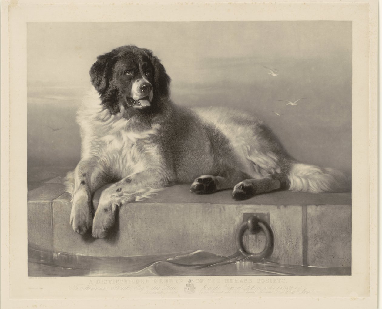 Porträt des Rettungshundes Bob, liegend auf einem Pier von Thomas Landseer