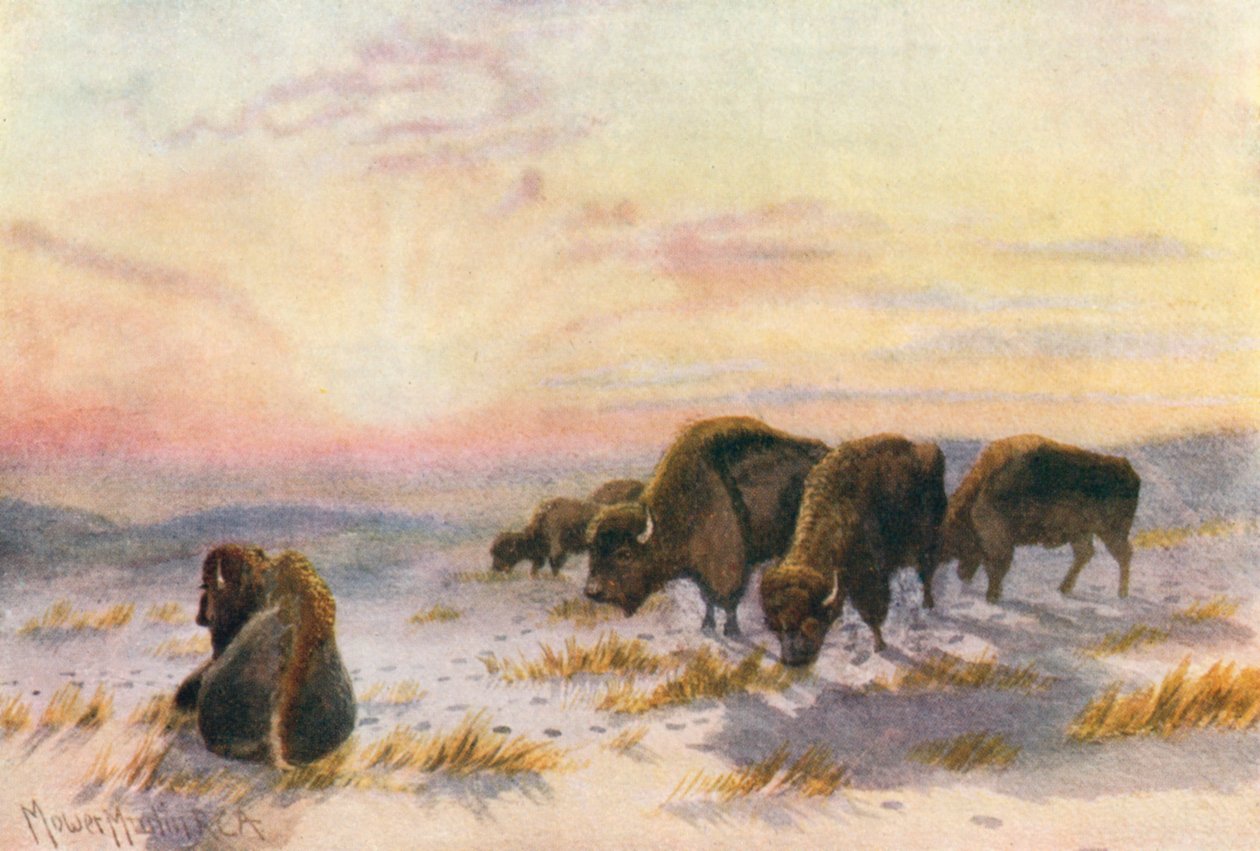 Büffel im Winter füttern von Thomas Mower Martin