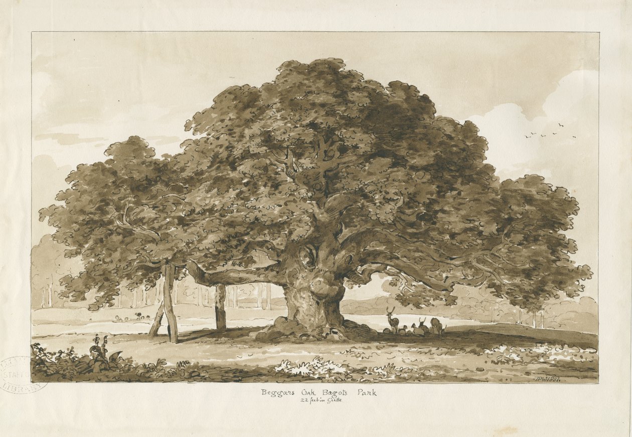 Blithfield - Bettler-Eiche: Sepia-Zeichnung, 1837 von Thomas Peploe Wood