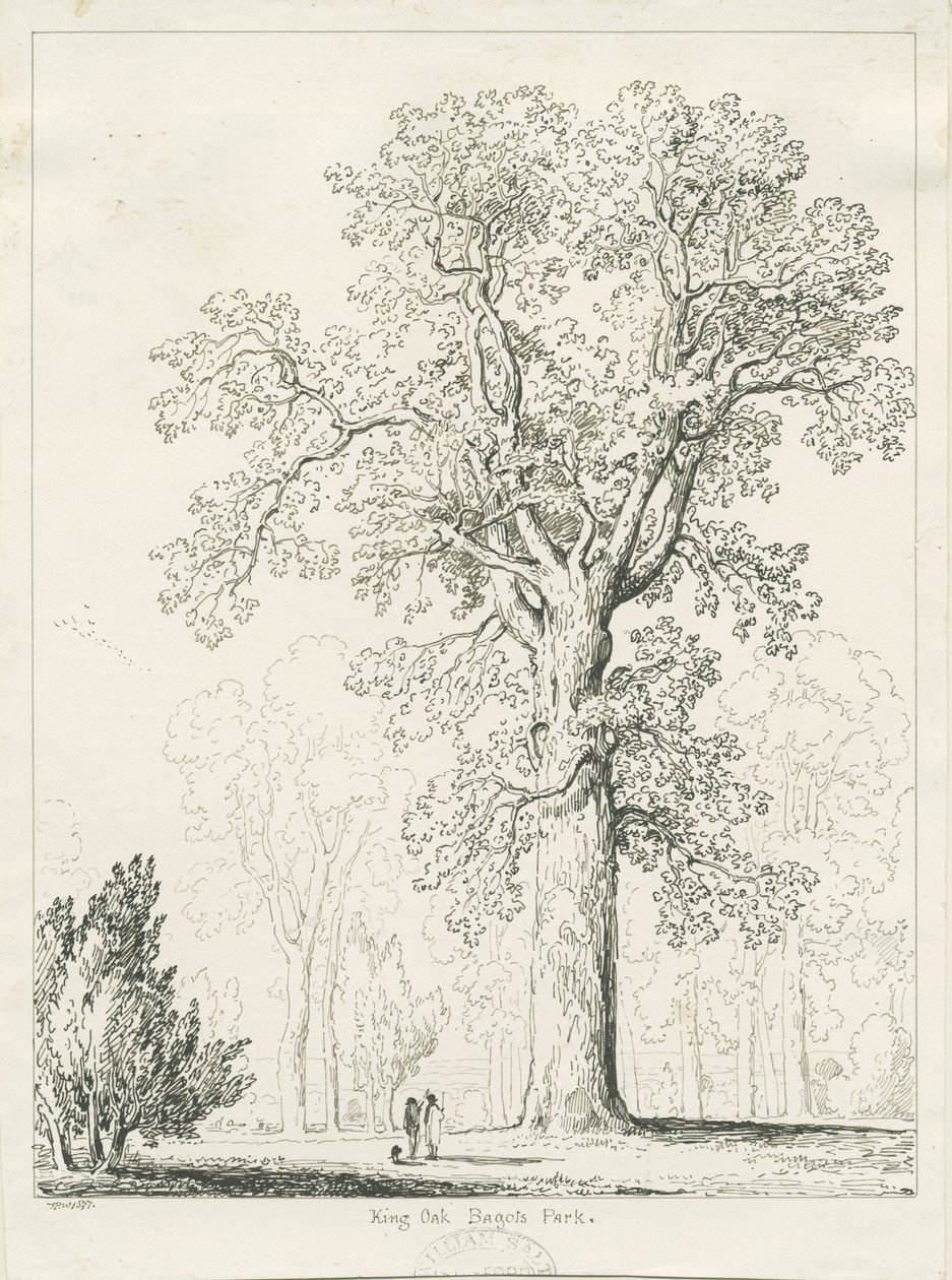 Blithfield - Königseiche: Feder- und Tuschzeichnung von Thomas Peploe Wood