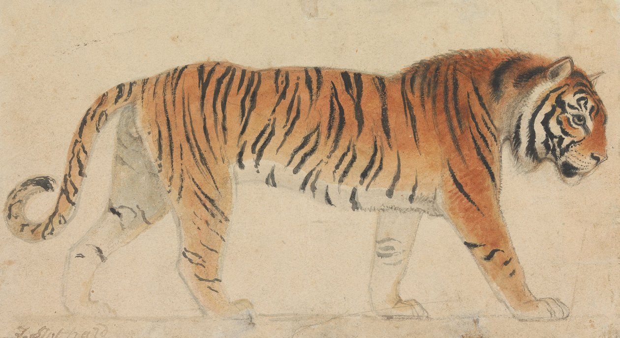 Ein Tiger in voller Länge, im Profil, nach rechts gehend von Thomas Stothard