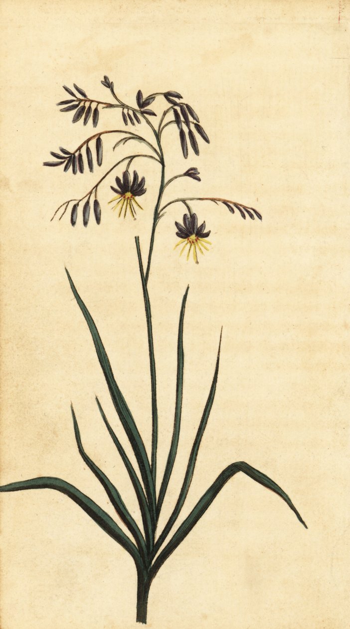 Felsenblume von New South Wales, Australien (Gravur) von Thomas Watling