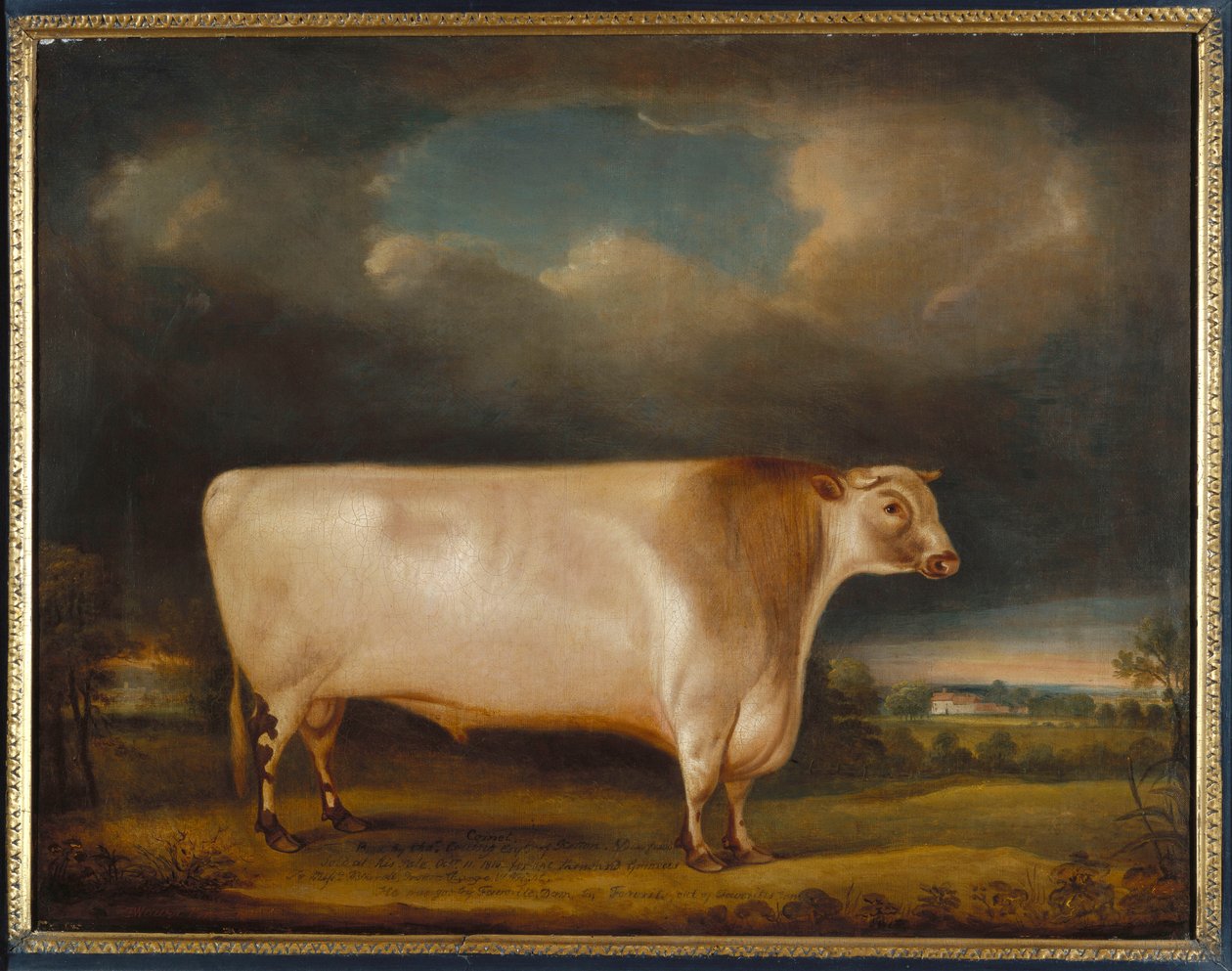 Komet, ein hellroter kurzgehörnter Stier in einer Landschaft, 1811 von Thomas Weaver
