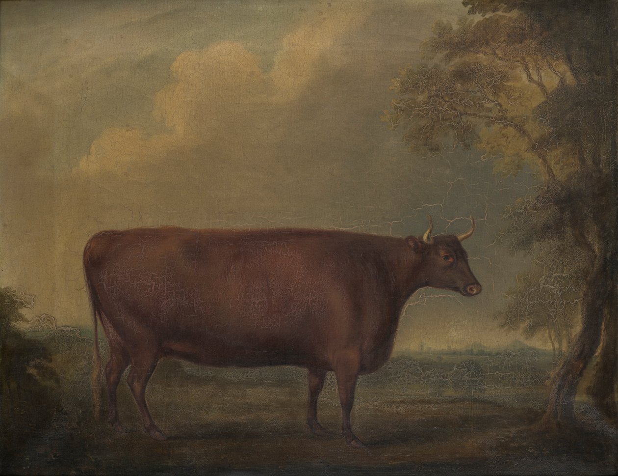 Rote Devon-Kälber in der Landschaft von Thomas Weaver