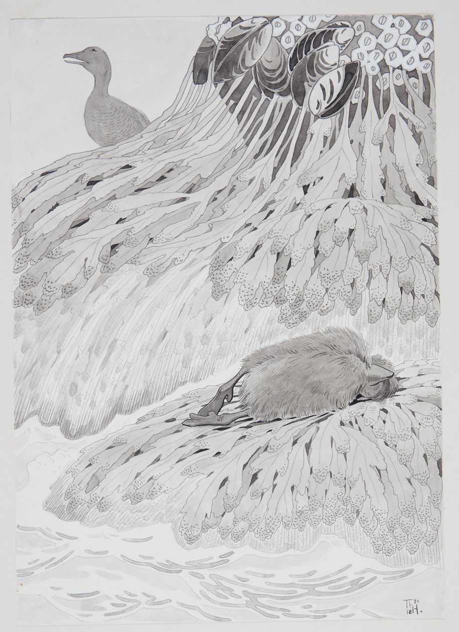 Eine Eiderente und ein toter Vogel am Strand von Thorolf Holmboe