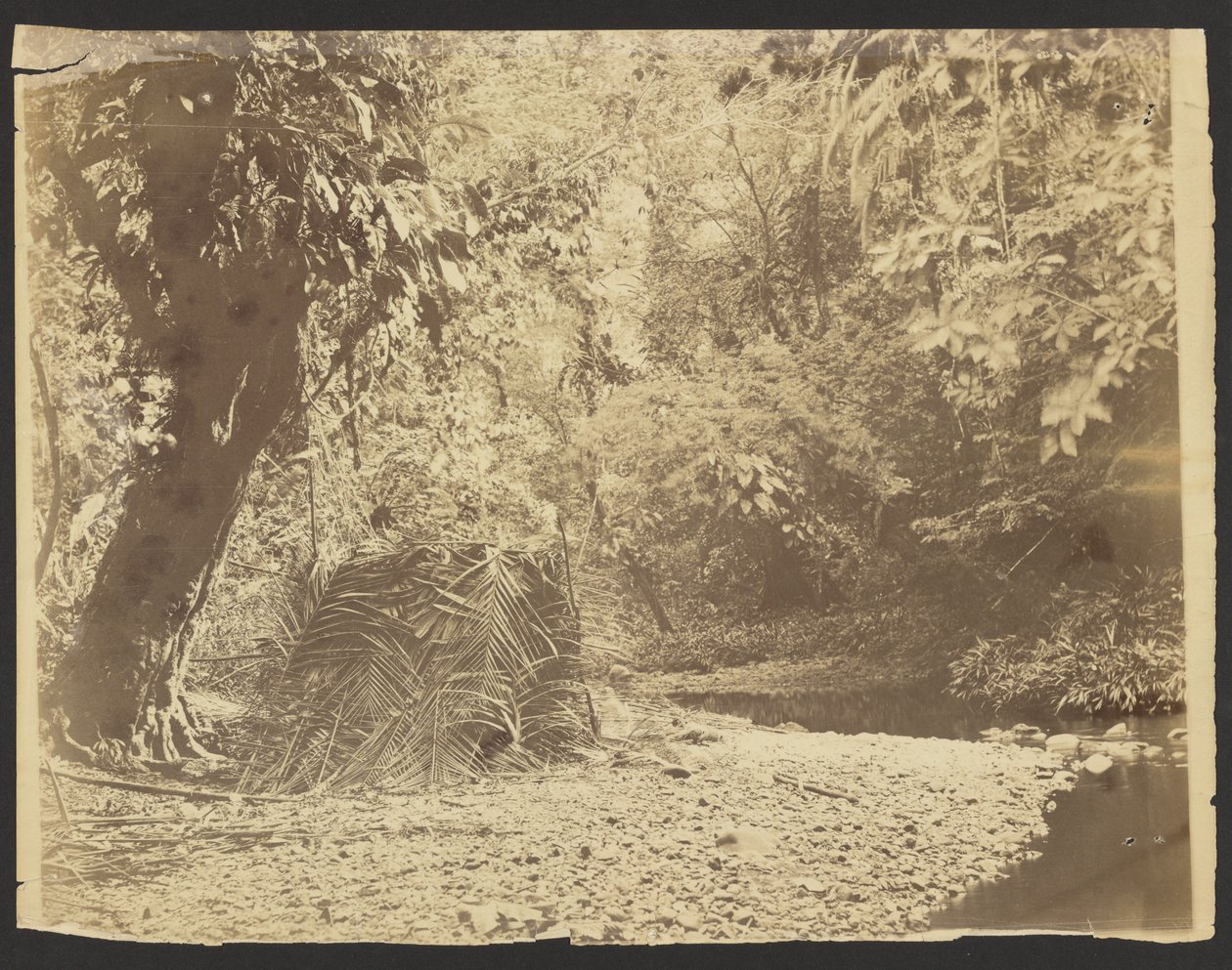 Dschungelszene: Ansicht einer Hütte aus Palmwedeln, Isthmus von Darién (Panama) von Timothy H. OSullivan