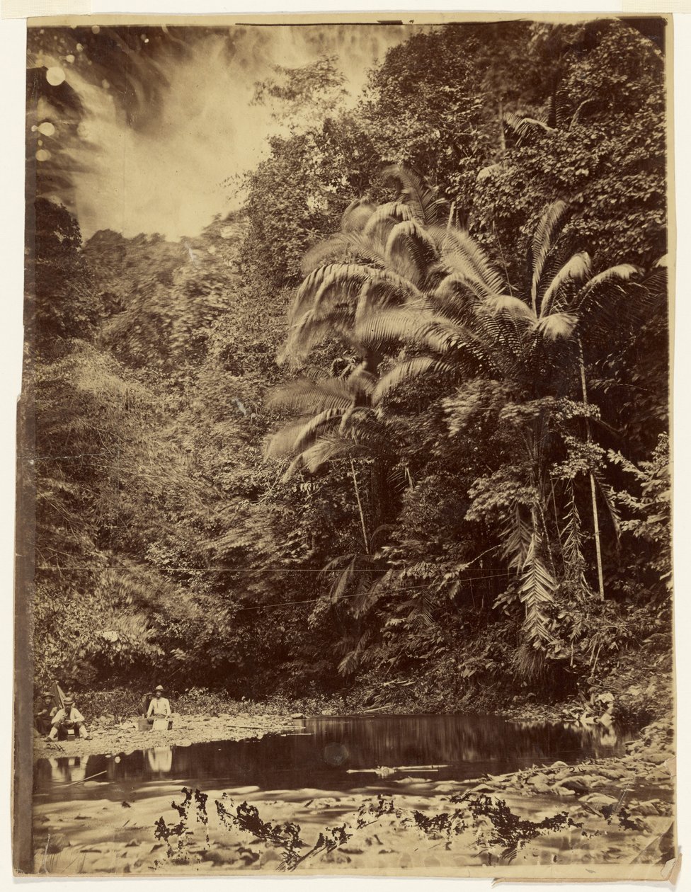 Dschungelszene mit Palmen und anderem dichten Laub, Darién-Expedition, Isthmus von Panama von Timothy H. O