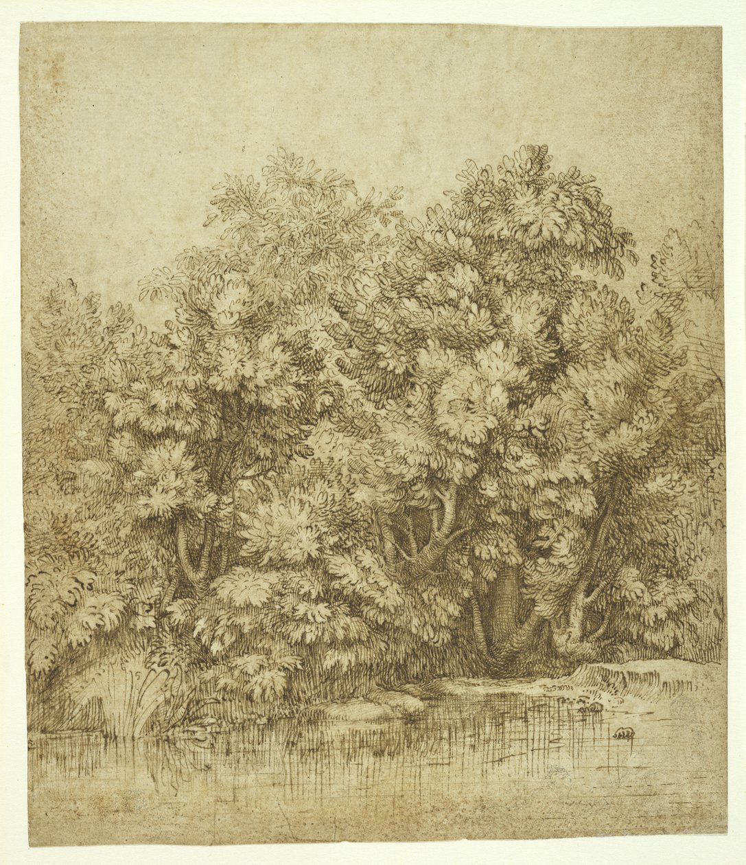 Bäume in der Nähe eines Wasserbeckens, ca. 1530 von Tiziano Vecelli