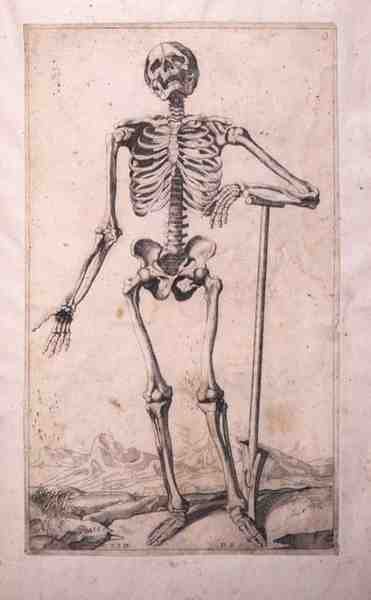 Anatomische Studie, von Domenico Maria Bonavera (geb. 1640) von Titian (c.1488 1576) (after)
