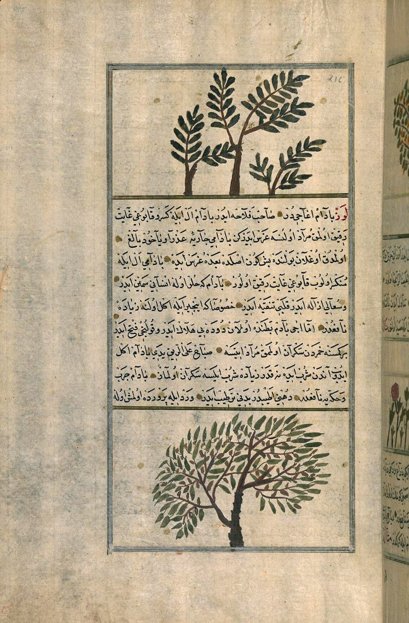 Ein Weihrauchbaum über einem Mandelbaum, nach einem Traktat von Zakariya ibn Muhammad al-Qazwini von Turkish School