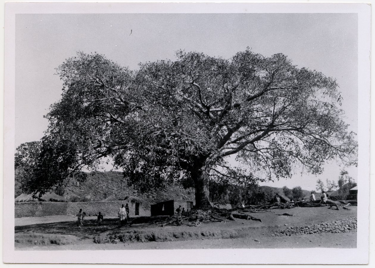 Baum mit breiter Krone vor Dorfmauer, Axum, Äthiopien, Fotografie von Ugo Monneret de Villard von Ugo Monneret de Villard