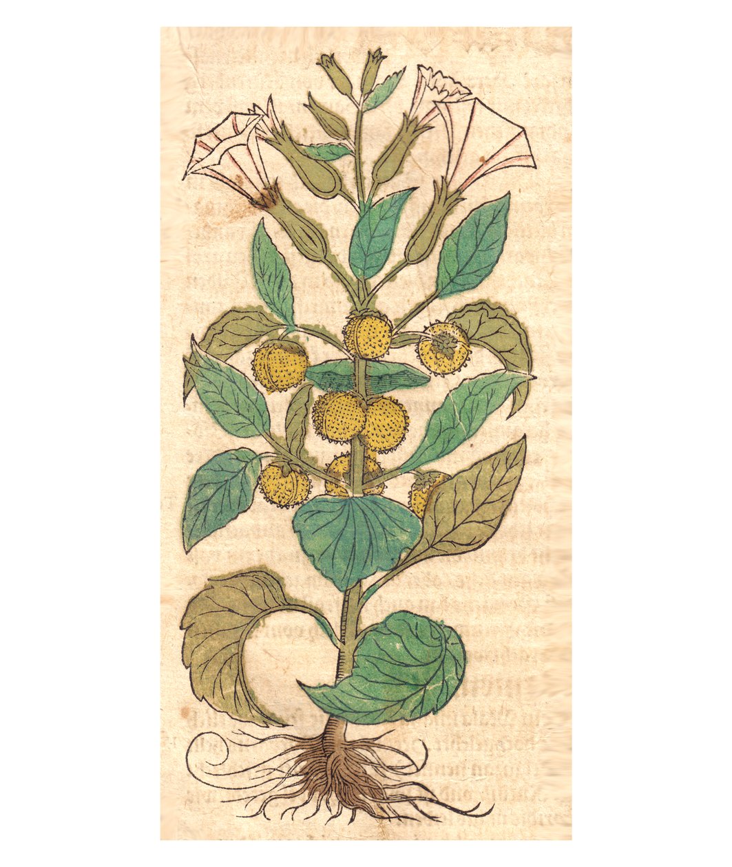 Abbildung von Datura metel von Unbekannt Unbekannt
