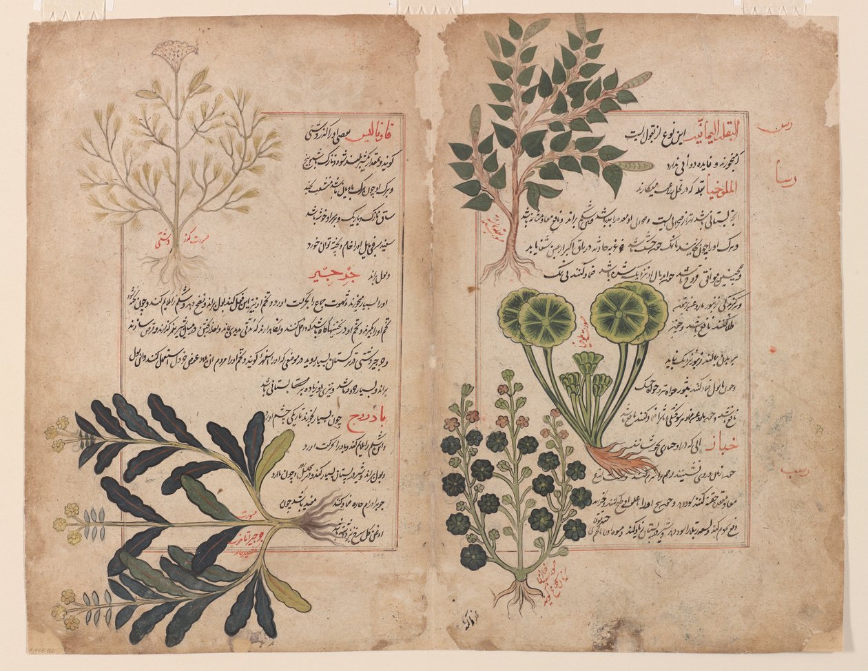 Doppelblatt aus einem Kitab-i hashaish (Das Buch der Kräuter) von Unbekannt Unbekannt