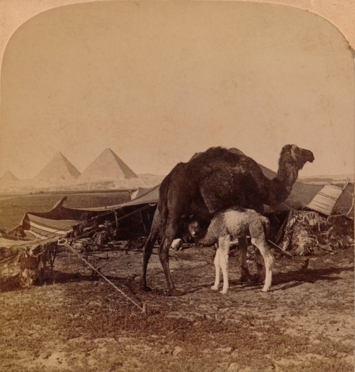 Ein Baby der Wüste, Ägypten, 1896 von Unbekannt