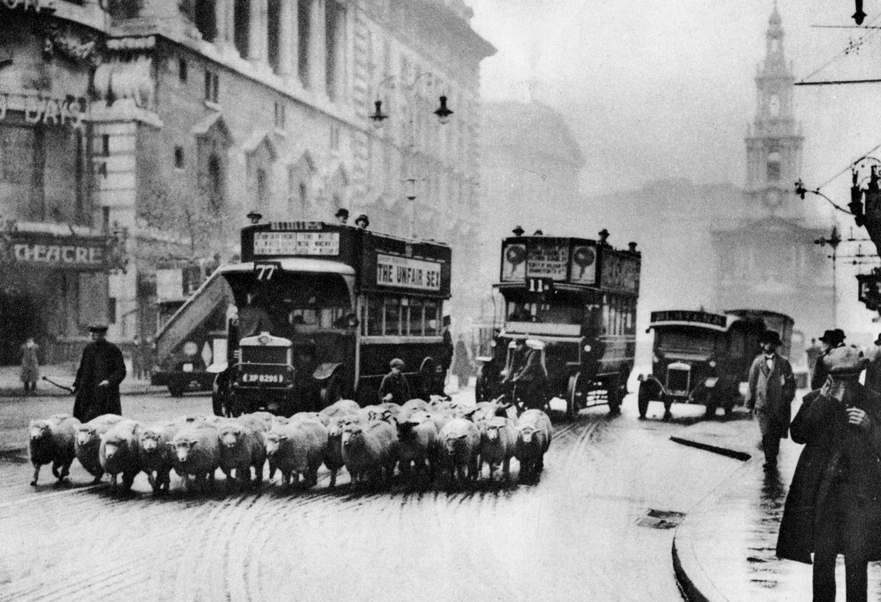 Eine Schafherde auf dem Strand, London, 1926-1927 von Unbekannt