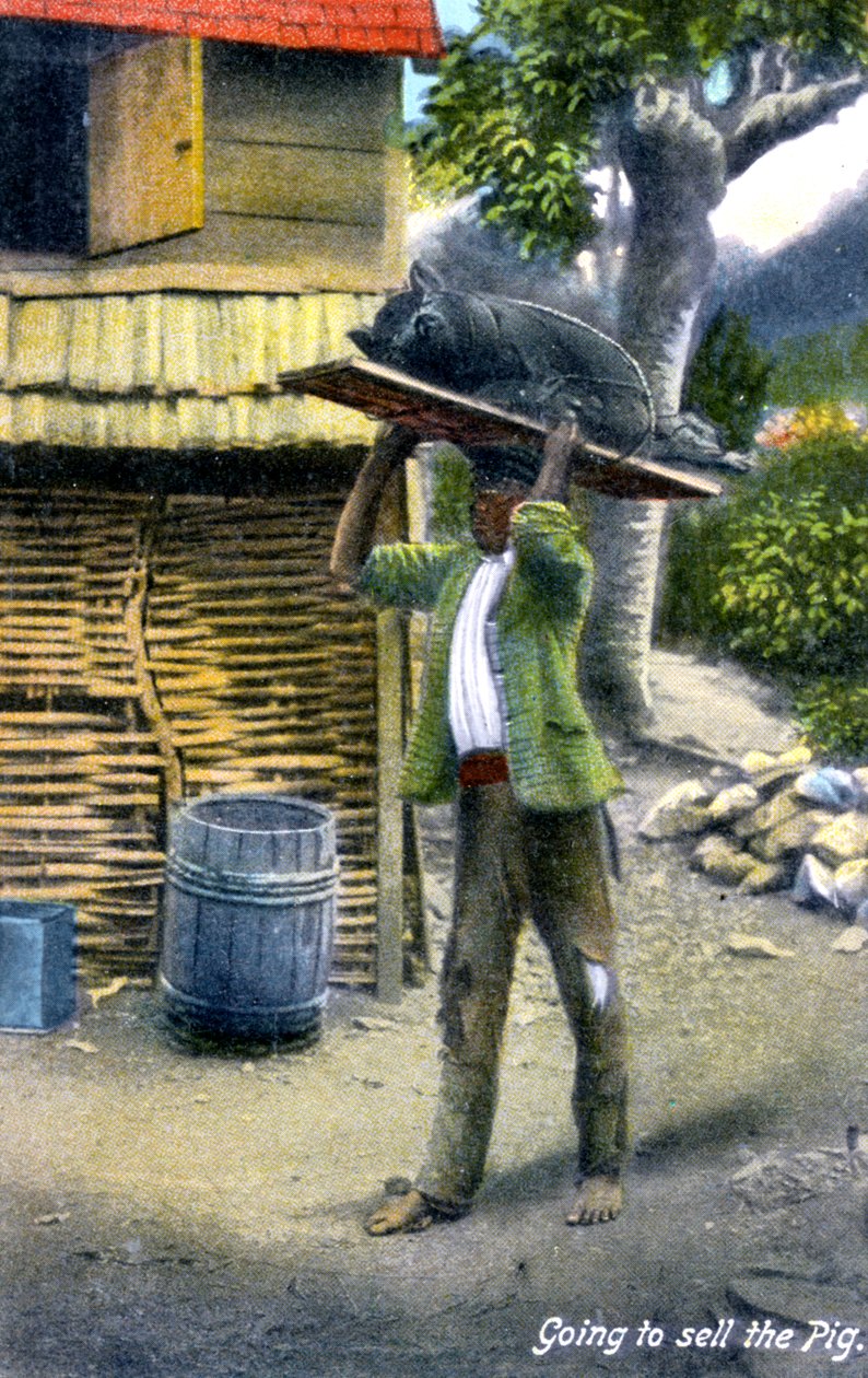 Ein Mann auf dem Weg zum Markt, um ein Schwein zu verkaufen, Jamaika, ca. 1900er Jahre von Unbekannt