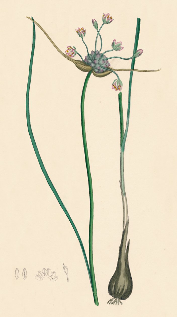 Allium oleraceum, var. genuinum. Feldknoblauch, var. a, 19. Jahrhundert von Unbekannt