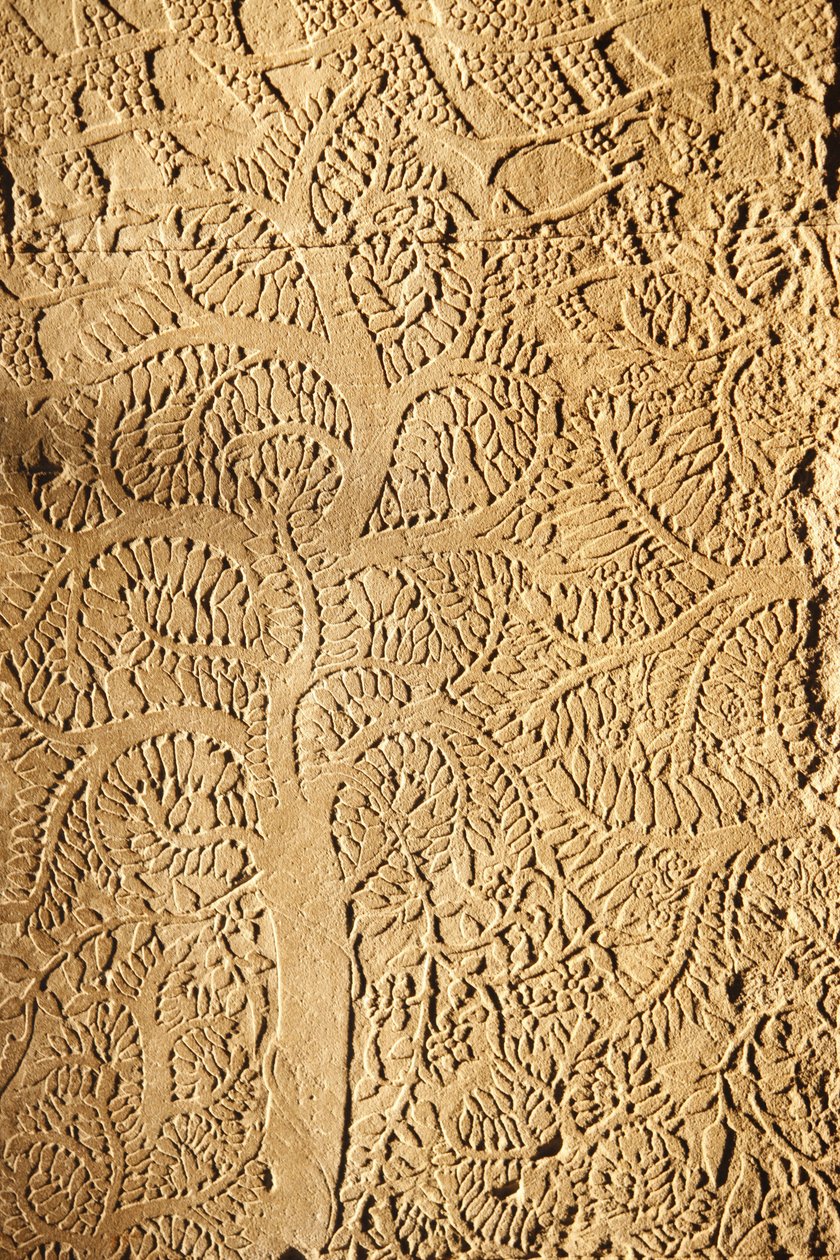 Angkor Wat, geschnitztes Detail an der Wand, Baum, Siem Reap, Kambodscha von Unbekannt