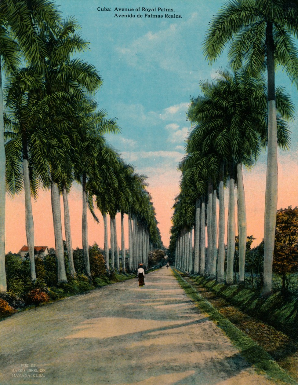 Allee der Königspalmen, Kuba, um 1920 von Unbekannt