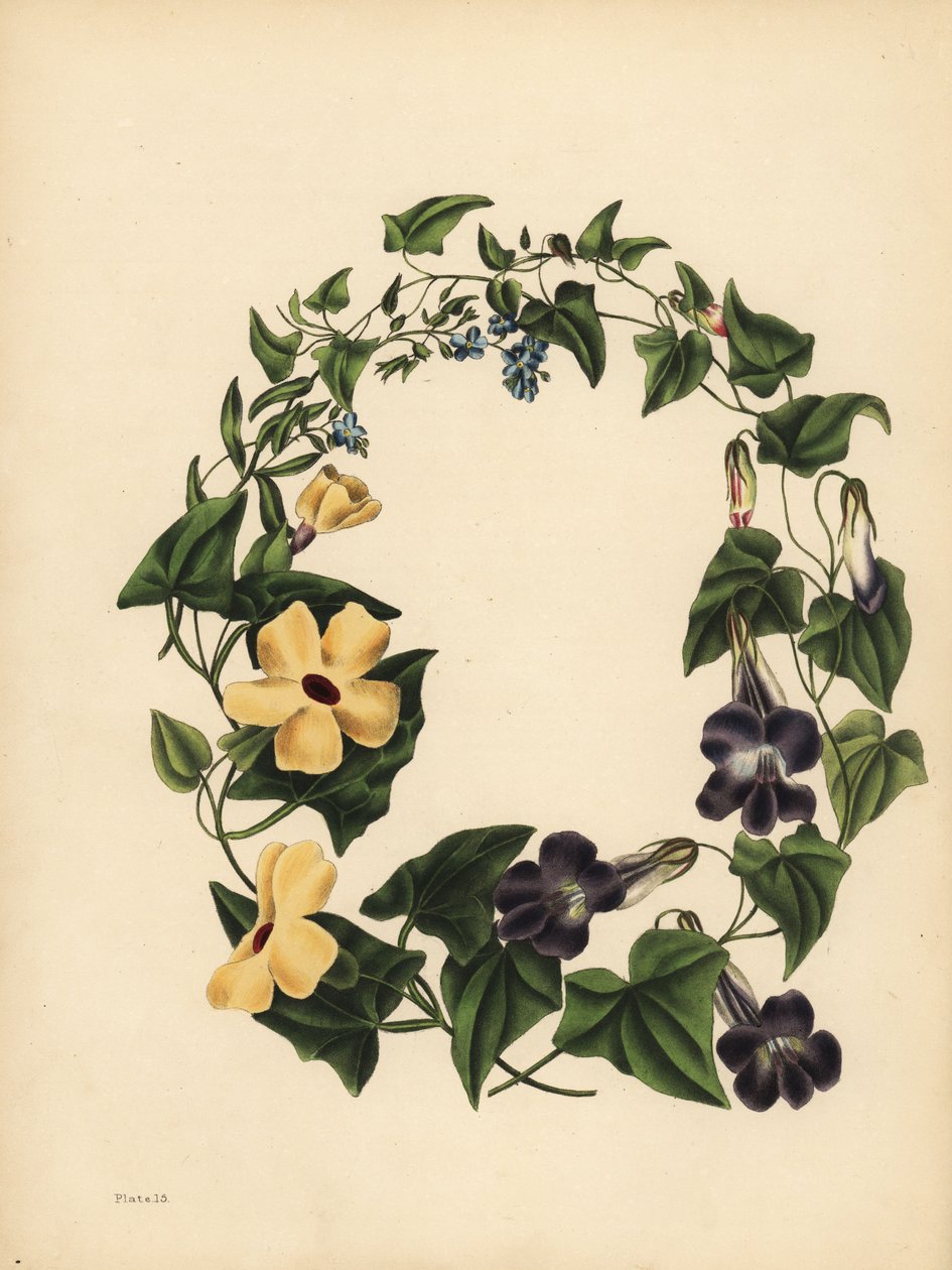 Barclays Maurandie, Maurandya barclayana, die geflügelte Thunbergie, Thunbergia alata, Erinnerung; Skorpionskraut, Vergissmeinnicht, Myosotis scorpioides von Unbekannt