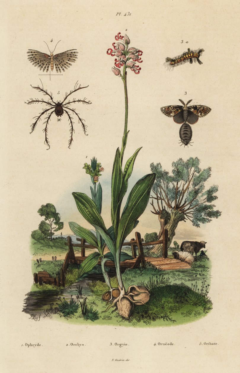 Bienen-Ragwurz, Affen-Knabenkraut, Rostige Flechtenbär, Zwanzig-Feder-Motte und Oribata geniculata Milbe von Unbekannt