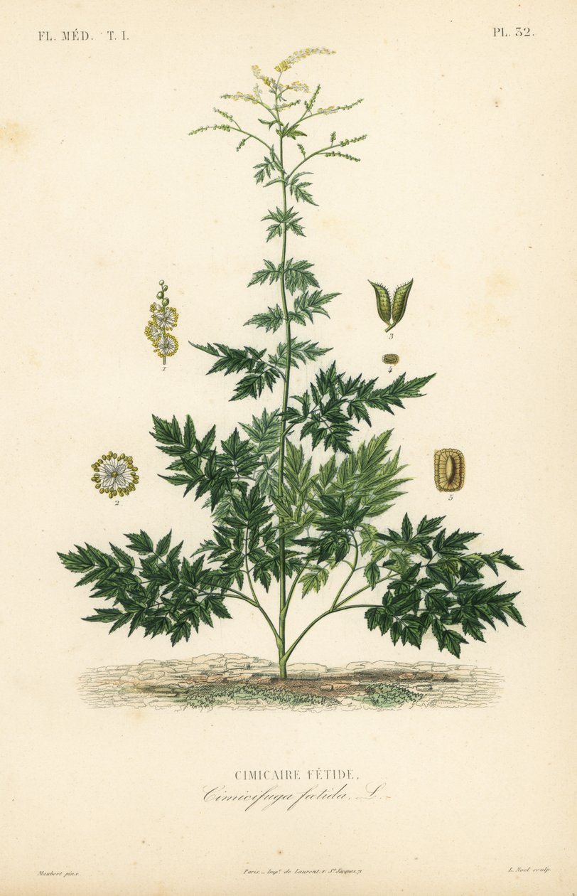 Silberkerze oder Traubensilberkerze, Actaea cimicifuga, Stinkende Traubensilberkerze von Unbekannt