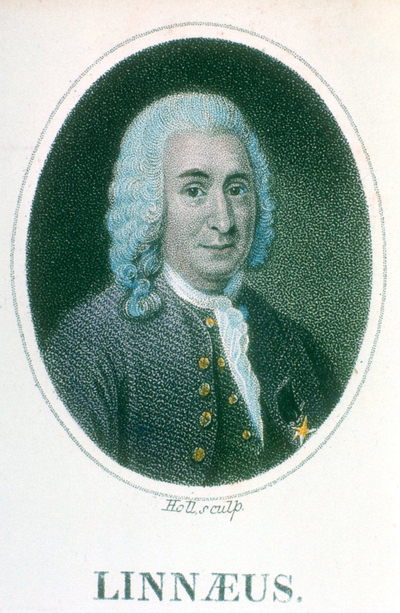 Carl von Linné, schwedischer Naturforscher des 18. Jahrhunderts, frühes 19. Jahrhundert von Unbekannt
