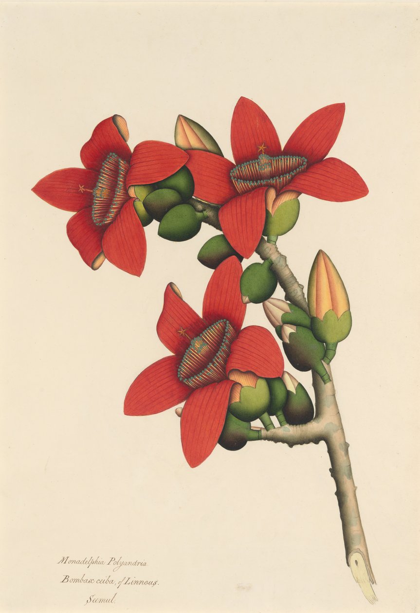Baumwollbaumblüten, ca. 1800-1805 von Unbekannt