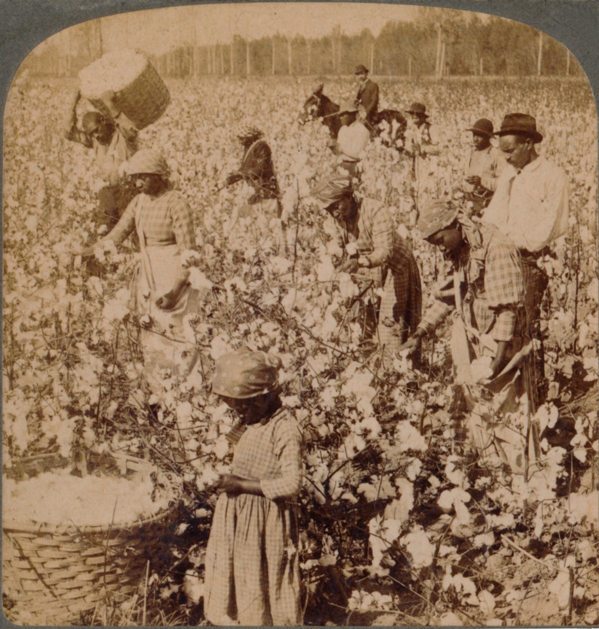 Baumwolle ist König - Plantagenszene mit Arbeitern. Georgia, ca. 1900 von Unbekannt