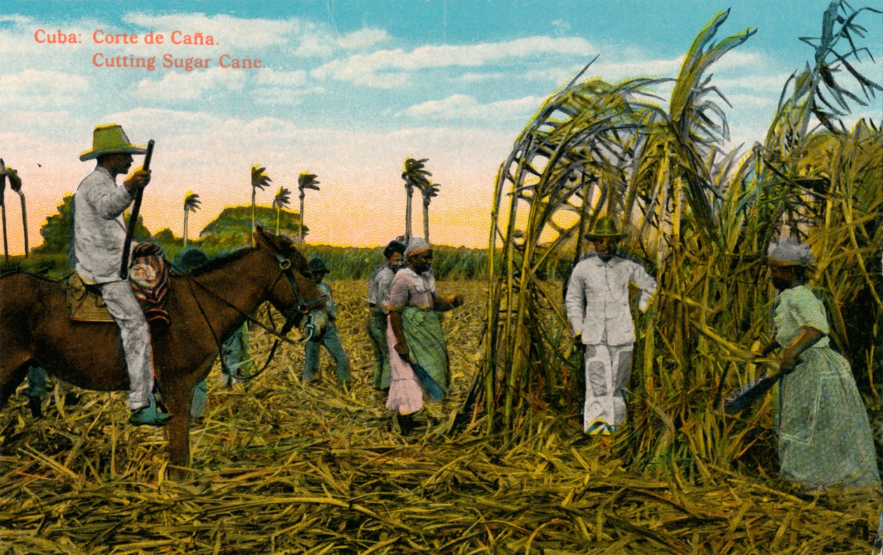Kuba: Corte de Cana. Zuckerrohr schneiden, ca. 1910 von Unbekannt
