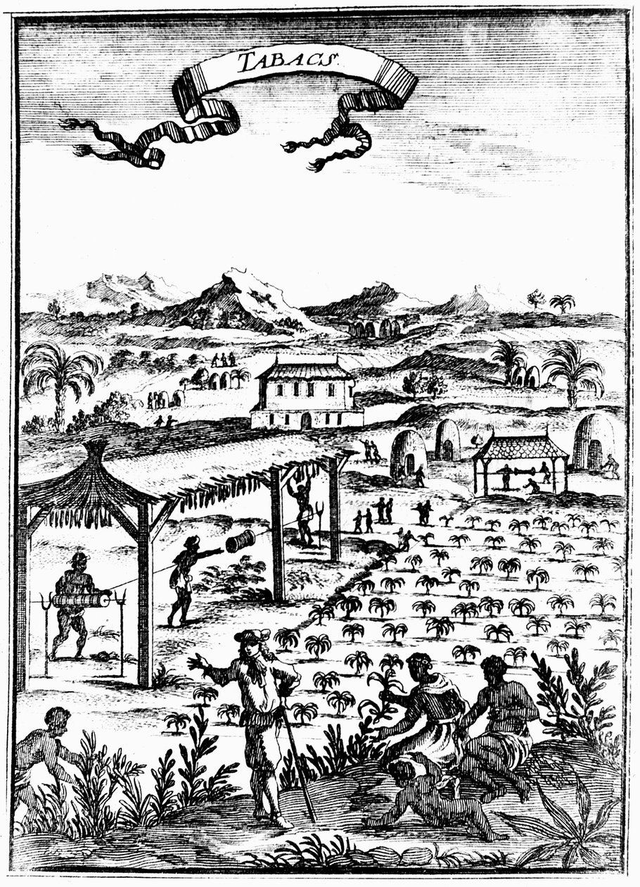 Tabakanbau und -verarbeitung in Westindien mit Sklavenarbeit, 1686 von Unbekannt