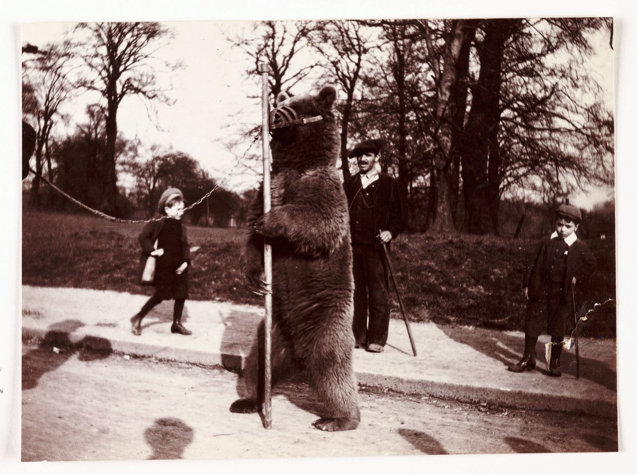 Tanzender Bär, um 1905 von Unbekannt