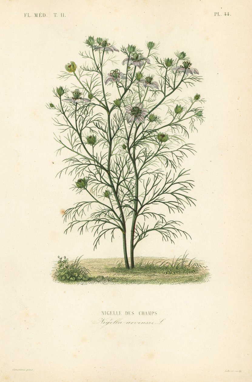 Jungfer im Grünen, Nigella arvensis von Unbekannt