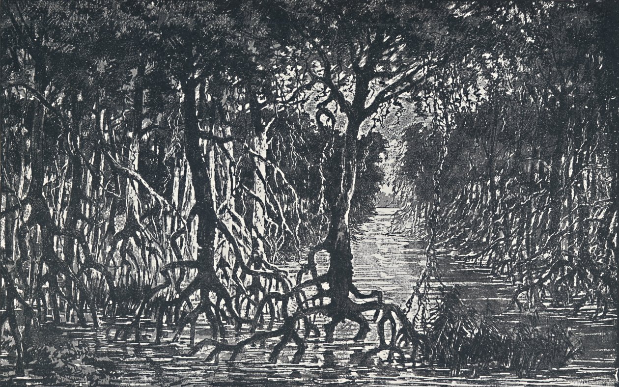 Äquatorialer afrikanischer Wald, 1924 von Unbekannt