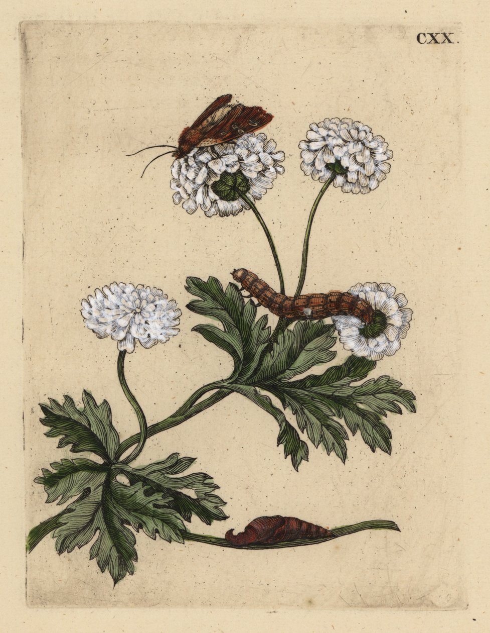 Mutterkraut, Tanacetum parthenium, mit Motte, Raupe und Puppe von Unbekannt
