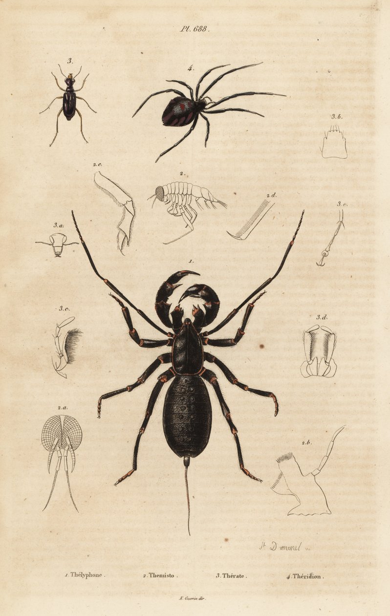 Riesige Peitschenskorpion, Mastigoproctus giganteus, Käfer, Theratus-Arten, und Spinnennetzspinne, Theridion-Arten von Unbekannt