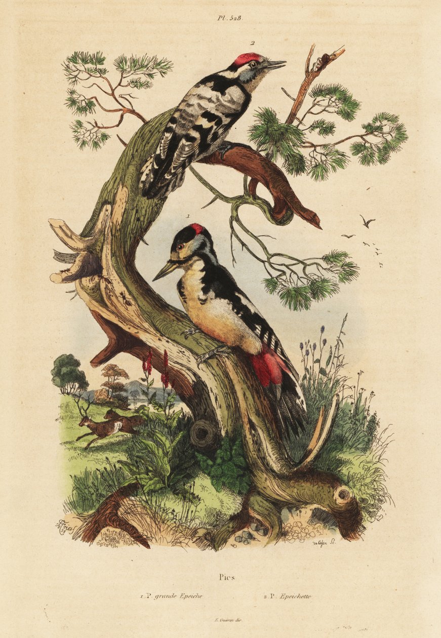 Buntspecht, Dendrocopos major, und Kleinspecht, Dryobates minor von Unbekannt