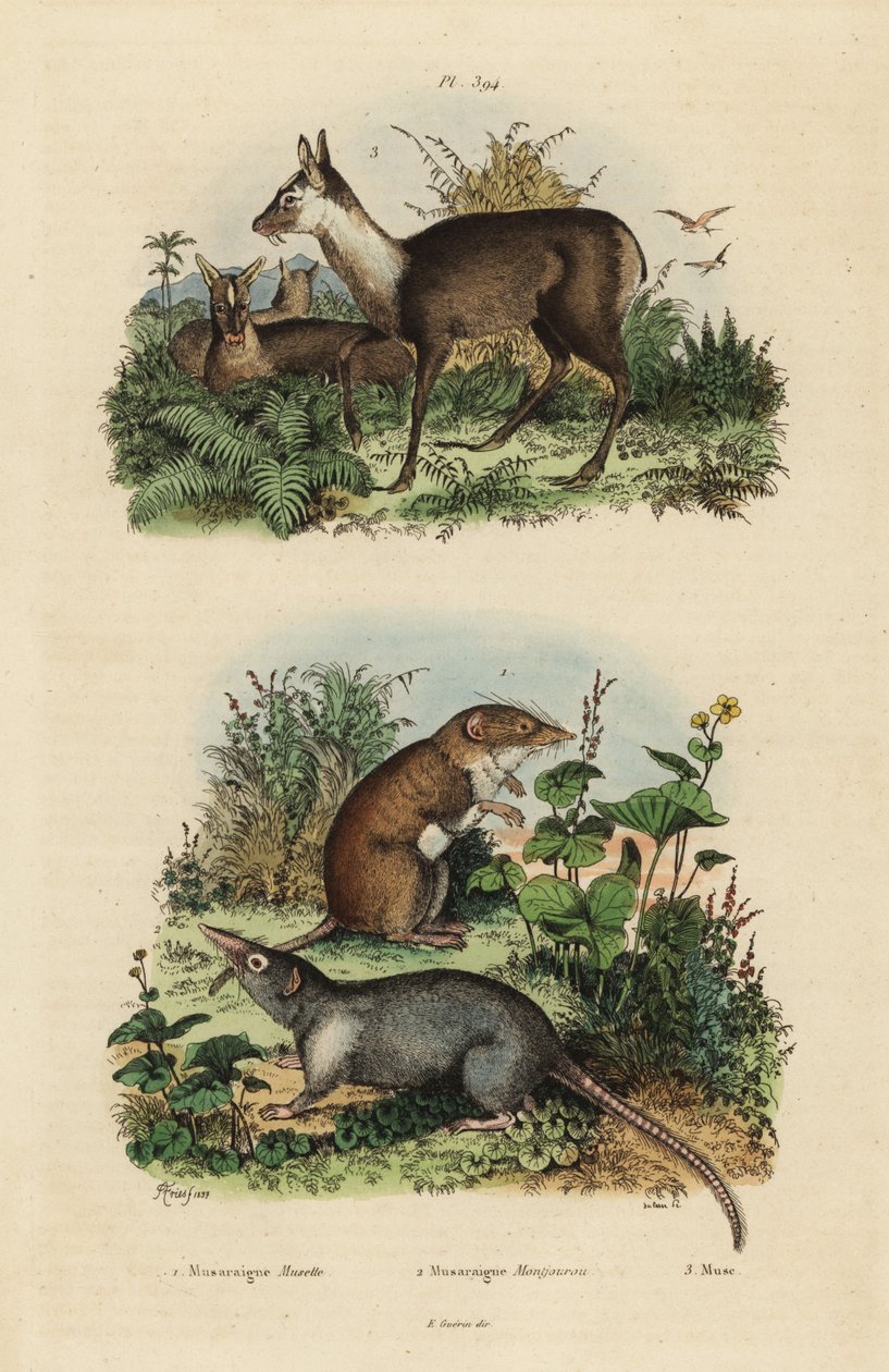 Große Weißzahnspitzmaus, Crocidura russula 1, Graue Moschusspitzmaus, Suncus murinus 2 und Dunkles Moschustier, Moschus fuscus, gefährdet 3 von Unbekannt