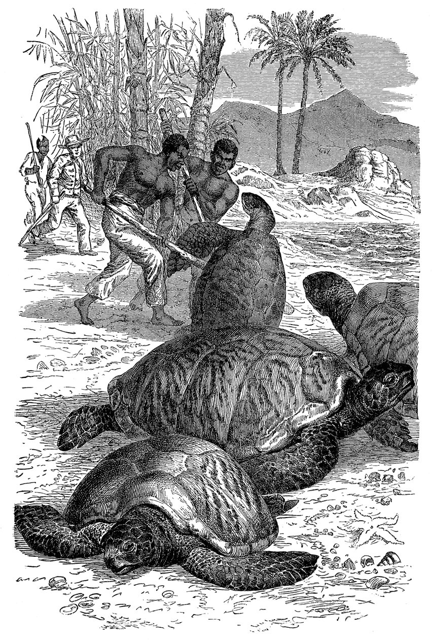 Grüne Schildkröte wird von Jägern gefangen, 1884 von Unbekannt